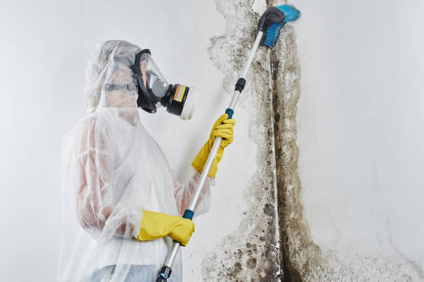 Best Mold Remediation for Healthcare Facilities  in Harvey, ND